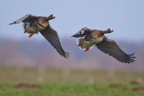 Greater White-fronted Goose (Anser albifrons) flying, North Rhine-Westphalia, Germany