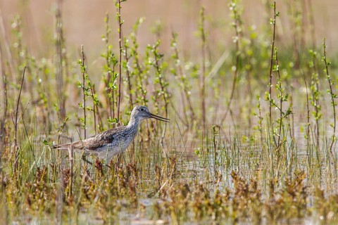 Common Greenshank (Tringa nebularia), walking on marsh, Galicia, Spain