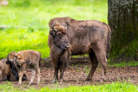European bison (Bison bonasus) mother with her youngster on a meadow in summer, Bavarian Forest,