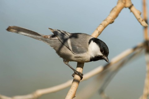 Turkestan Tit - Turkestanmeise - Parus major ssp. turkestanicus, Kazakhstan, adult