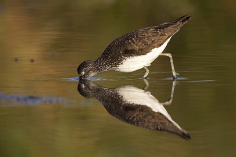 Green Sandpiper (Tringa ochropus), Castile-La Mancha, Spain