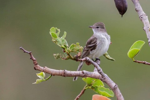 Plain-crested Elaenia (Elaenia cristata) perched on a branch in the Atlantic rainforest of