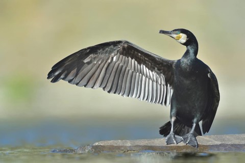 Great Cormorant (Phalacrocorax carbo), North Rhine-Westphalia, Germany