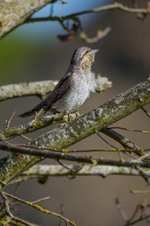 Eurasian wryneck (Jynx torquilla) Germany