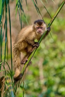 A capuchin monkey skilfully climbs a green branch in the wild, capuchin monkey (Sapajus apella),
