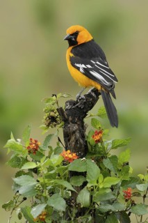 Altamira Oriole (Icterus gularis), Texas, USA