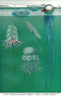 Historical illustration, 19th Century, siphonophores, Staatsquallen, historische Zeichnung, 19.