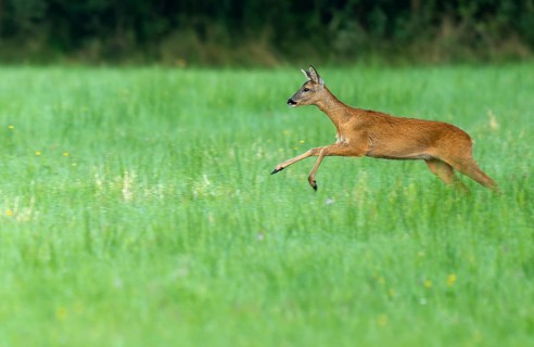Roe deer (Capreolus capreolus), doe jumping across a meadow, wildlife, Lower Saxony, Germany