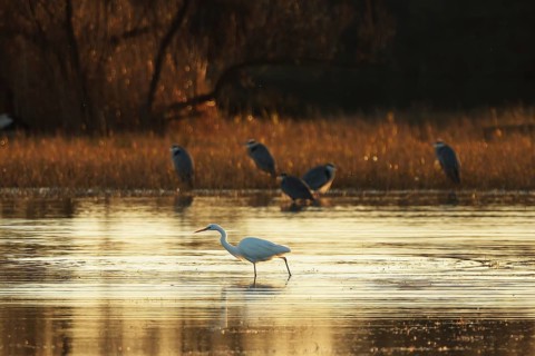 A serene image of gray herons through a glistening body of water at sunset. The warm golden light