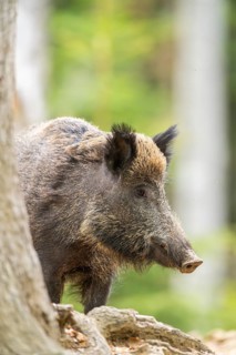 Wild boar (Sus scrofa) standing in a forest, Bavaria, Germany