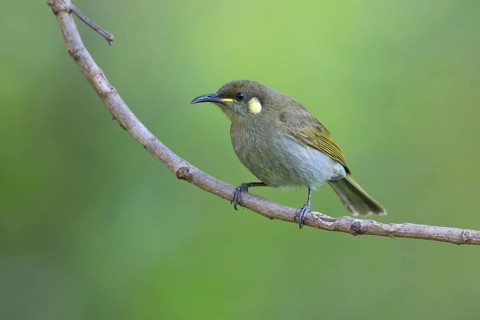 Graceful Honeyeater (Meliphaga gracilis) perched on a branch, Queensland, Australia