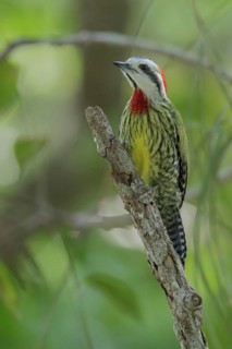 Cuban Green Woodpecker (Xiphidiopicus percussus) perched on a branch in Cuba