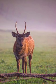 A Sambar stag (Rusa unicolor), stands on a misty meadow in first morning light