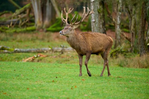 A deer walks confidently through the forest on a green meadow, red deer (Cervus elaphus), Hesse,