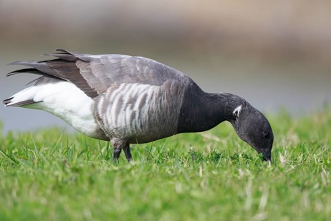 Brant Goose (Branta bernicla) feeding, Netherlands