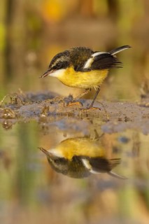 Many-colored Rush Tyrant (Tachuris rubrigastra) juvenile at waterhole, Santiago Metropolitan, Chile