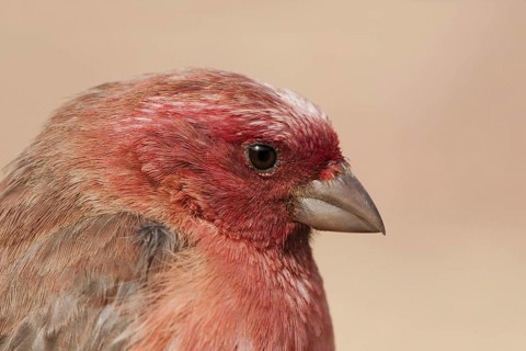 Sinai Rosefinch (Carpodacus synoicus) male, Eilat, Israel