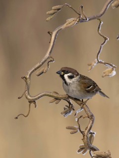 Eurasian Tree Sparrow (Passer montanus), Utrecht, Netherlands