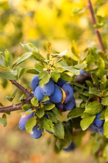 Close-up of ripe, vibrant plums hanging on sturdy tree branches surrounded by lush green leaves The