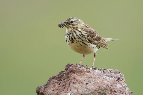 Meadow Pipit (Anthus pratensis) perched on a rock with food in its beak, Iceland