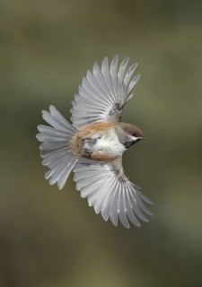 Boreal Chickadee (Poecile hudsonicus) flying, Alaska, USA