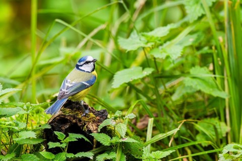 Eurasian blue tit (Cyanistes caeruleus) sitting on an old wrotten tree trunk at a swamp, Bavaria,
