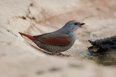 Red-winged Pytilia (Pytilia phoenicoptera) perched on the ground, Gambia