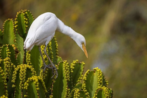 Western Cattle Egret (Bubulcus ibis), Spain