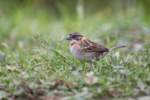 Rufous-collared Sparrow (Zonotrichia capensis) perched on the ground, Antioquia, Colombia