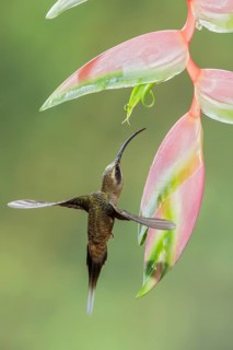 Long-billed Hermit (Phaethornis longirostris) flying while feeding at a flower in Costa Rica