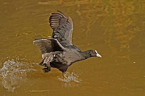 Eurasian Coot (Fulica atra), walking across the water, Bochum, North Rhine-Westphalia, Germany