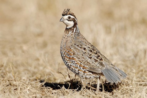 Northern Bobwhite (Colinus virginianus) male, Texas, USA