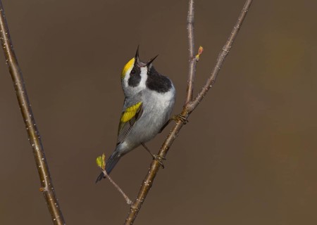 Golden-winged Warbler (Vermivora chrysoptera) male singing, Michigan, USA