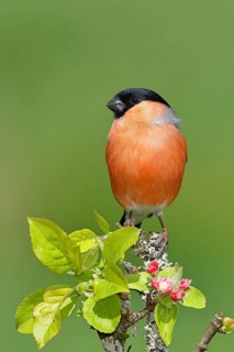 Eurasian bullfinch (Pyrrhula pyrrhula) male sitting on a branch with apple blossoms (Malus