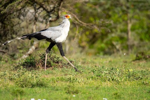 A secretary bird walks gracefully across the lush savannah landscape in Kenya, showcasing its