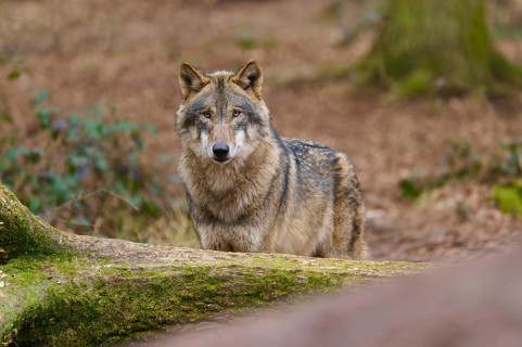 A wolf in the forest looking intently out of the undergrowth, Wolf (Canis Lupus), Germany