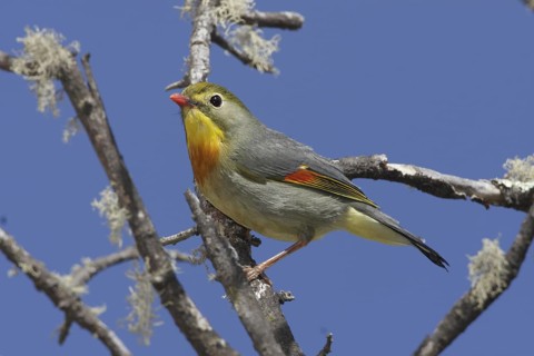 Red-billed Leiothrix, Leiothrix lutea