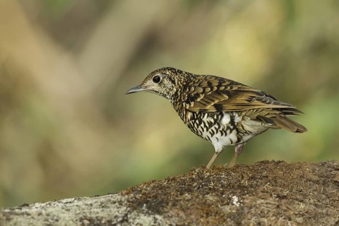 Scaly Thrush (Zoothera dauma) female, Doi Ang Khang, Thailand
