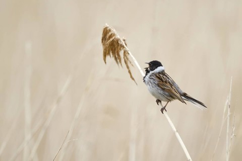 Common Reed Bunting (Emberiza schoeniclus) male singing, Netherlands