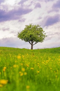 Standing alone tree on a green meadow under a dramatic cloudy sky, Gechingen, district of Calw,