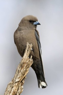 Dusky Woodswallow (Artamus cyanopterus), Australian Capital Territory, Australia