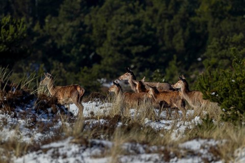 A small onset of winter at the end of March is no problem for the red deer (Cervus elaphus) and