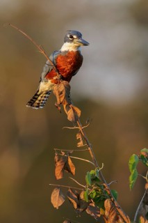 Ringed Kingfisher (Megaceryle torquata) perched on a branch in the Pantanal region of Brazil
