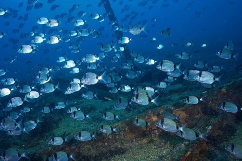 Silver fish, two-banded bream (Diplodus vulgaris), swimming over an old wreck on the seabed in blue