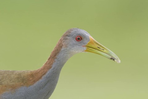 Giant Wood Rail (Aramides ypecaha), Corrientes, Argentina