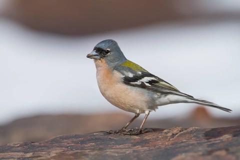 Atlas Chaffinch - Afrikanischer Buchfink - Fringilla coelebs ssp. africana, Morocco, male