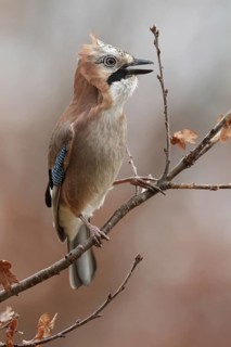 Eurasian Jay (Garrulus glandarius), Saxony, Germany