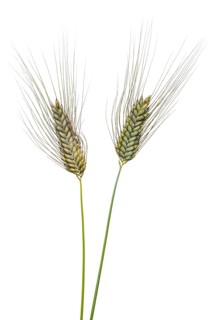 Macha wheat, grain, exempted, Dinklage, Lower Saxony, Germany