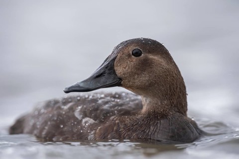 Common Pochard (Aythya ferina) female, Schleswig-Holstein, Germany
