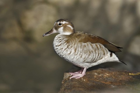 Ringed Teal (Callonetta leucophrys), California, USA